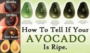 avocado guide